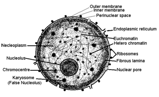 Nucleus its structure and function|Sureden:Your Education Partner