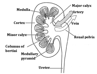 Human Excretory System|Sureden:Your Education Partner