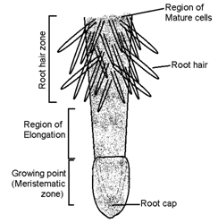 Root and its parts|Sureden:Your Education Partner