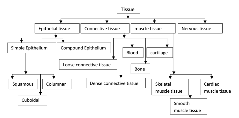 Type of Tissue|Sureden:Your Education Partner