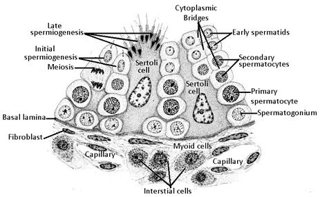 Human male reproductive system|Sureden:Your Education Partner