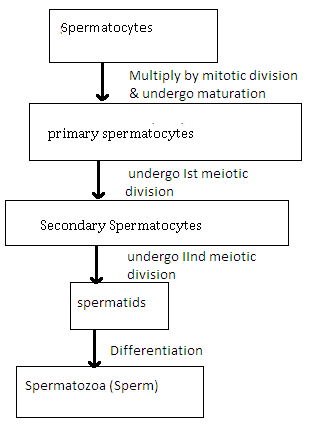 spermatogenesis flow chart