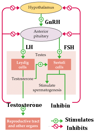 spermatogenesis hormones