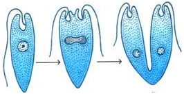 binary fission examples