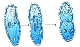 binary fission in paramecium