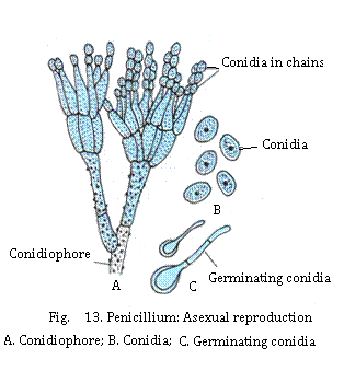 Fragmentation Zoospores and Conidia|Sureden:Your Education Partner